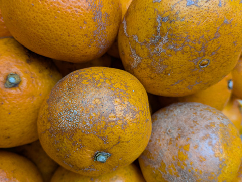 ジュース用 中生みかん（3K）