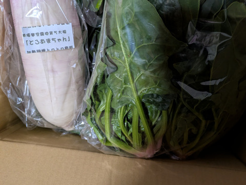 （少量セット）冬の本気！ギュッと濃い味肉厚ほうれん草（200ℊﾊﾟｯｸ×5Ｐ）