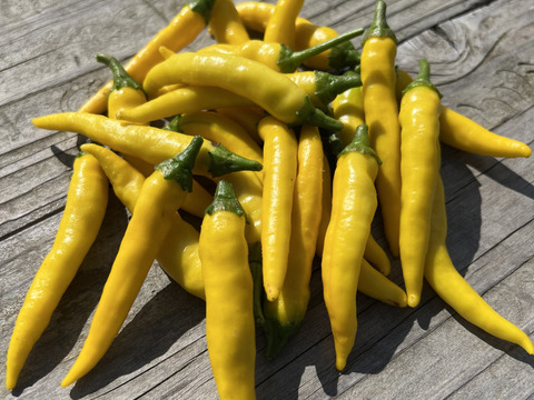 オーガニック生黄色🟡唐辛子🌶️【有機JAS認証取得】250g Organic