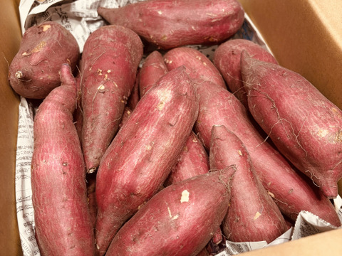 CBCテレビ チャント！で紹介【ホクホク金時】4.5kg 料理で活きる万能いも-簡単レシピつき-