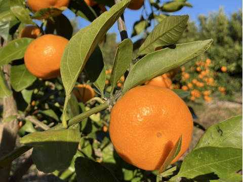 静岡県産　片山　みかん　5kg　程よい酸味
