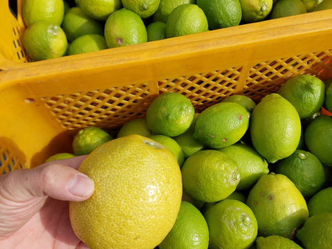 段々畑のレモン【希少な国産】 3.3kg（箱込）