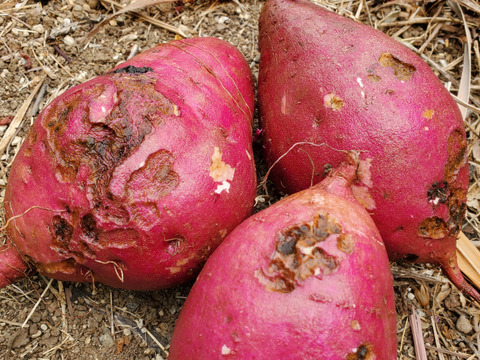 【訳あり】潮風 × 火山灰土が育てた熟成島さつまいも『紅はるか』3kg