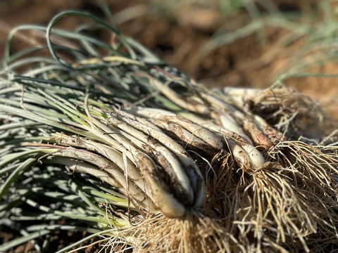 【メール便配送】沖縄 伊江島特産 島らっきょう 500g