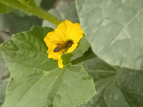 【赤肉メロン！規格外品】アールスメロン(800g~1kg×4玉)