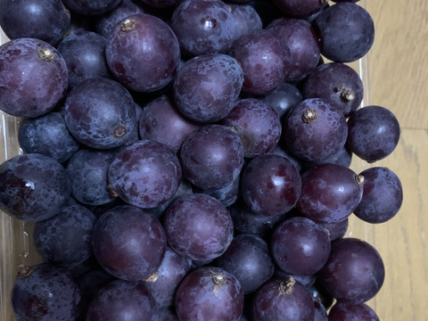 🍃🍇ジャム•ジュース加工用巨峰粒✤訳アリ巨峰粒パック🍇🍃【2025ご家庭用🉐大パック約1,500㌘】雹傷＆猛暑被害訳アリ/内容変更/再々追加販売中