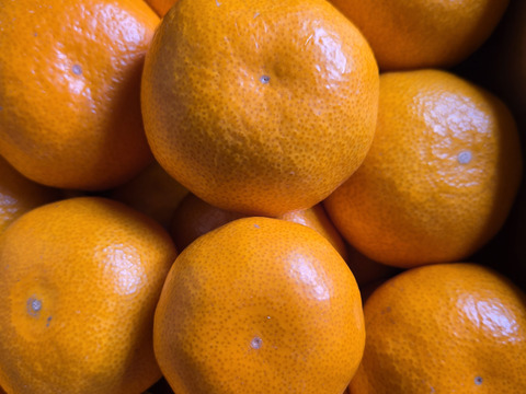 ★秀品！！　石地みかん　10kg　香川県産