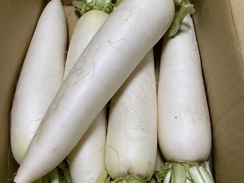 きれいな白肌でみずみずしい春のきらめき大根｜だいこん5本