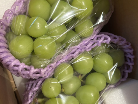 🟢家庭用🟢ちょっぴり訳あり★朝どれ種なしシャインマスカット★【2025年★８月下旬〜順次発送】約１kg大きさお任せ(2〜3房)★生産量日本一の山梨県産★通常配送　沖縄県 北海道注文不可