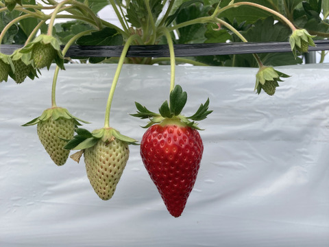 🏆いちごグランプリ2026金賞受賞　ならあかり　【いちご】奈良県　いちご　苺　イチゴ　2パック