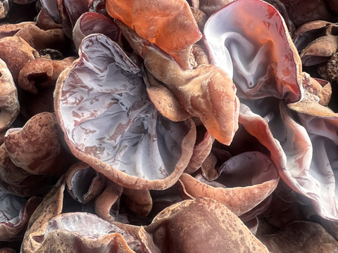 ぷりっと生きくらげ 500g