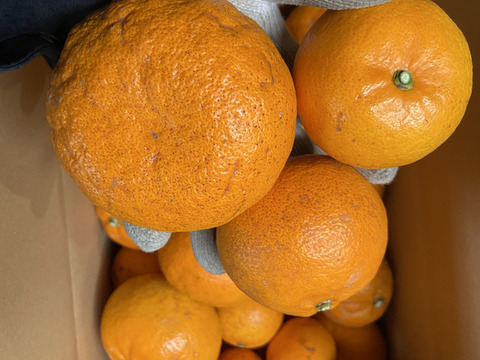 【農薬不使用】柑橘の王様せとか５ｋｇーサンプル糖度１２～１３度