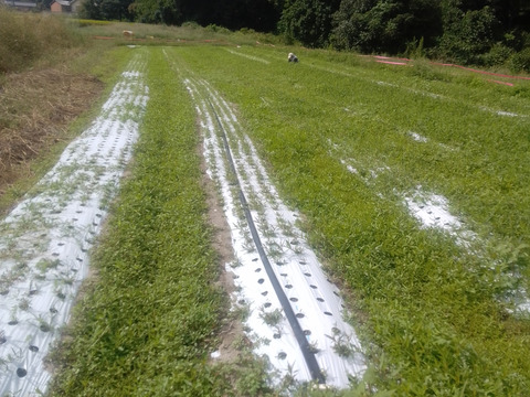 爽やかな香りと最高の甘み！冬人参【ちはま五寸】3kg