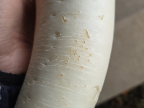 【少量内容量】自然栽培大根×白菜×ネギ(堆肥、農薬、肥料一切無し)