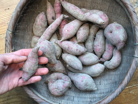 肥料と農薬を知らない】自然栽培さつまいも（べにはるか）：広島県産の