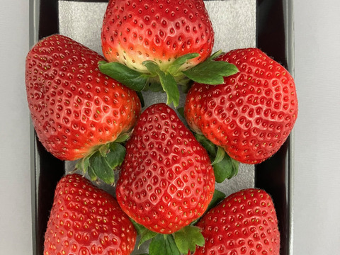 2~3月限定！3種のいちご食べ比べ大粒セット4p入り