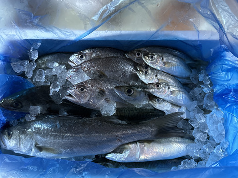 【新商品 レビュー溜まるまで30％OFF中】鮮魚セット ２ｋｇ入 魚介セット 小魚 未利用魚 低利用魚 定置網 刺身 刺し身焼き魚 煮魚  お魚詰め合わせ セッパ マイワシ　イシモチ 等まるごと