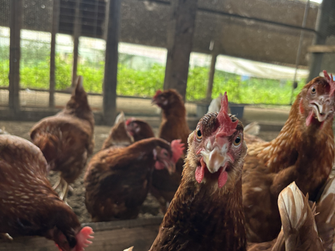 【採れたて新鮮たまご】平飼い養鶏卵『Bon-TAMA』M~Lサイズ・30個入り