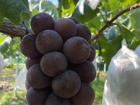 岡山県産【クール便】【食べ比べセット】ニューピオーネ&オーロラブラック2kg