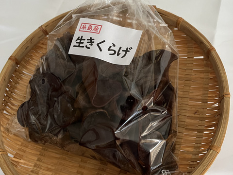 福岡県糸島産生きくらげ約500g×2個
