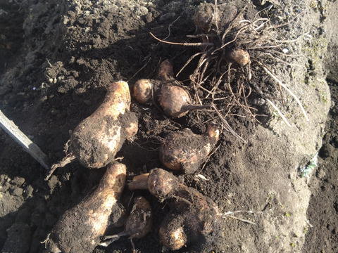 【那須高原産】ねっとり、ホクホク！里芋「石川早生」１㎏