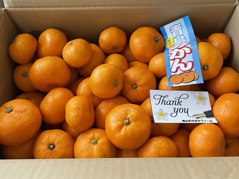 静岡奥浜名湖産太陽さんさん青島みかん(7kg)