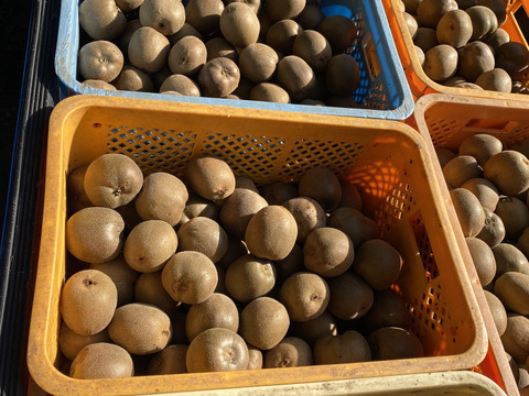 福岡県八女産キウイ（アップルキウイ）約9kg｜サイズいろいろミックス｜農薬・化学肥料不使用｜ご家庭用まとめ買い