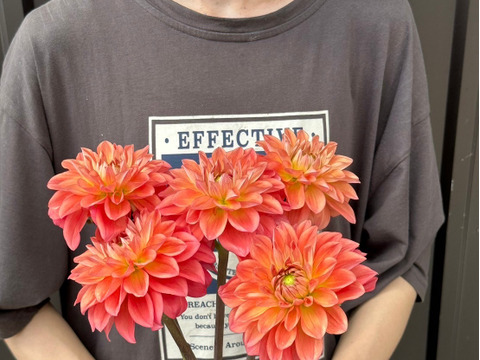 ダリア【品種: オレンジストーン】　(5本) 40~50cm