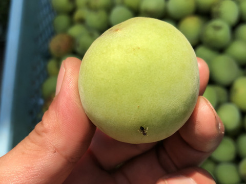 熊本産自然栽培20年の青梅1〜5Kg