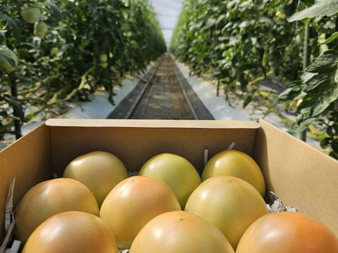 おいしさと環境配慮のハーモニ―『The夏秋とまと』(秋/青-ピンク/A品/2.5キロ前後)