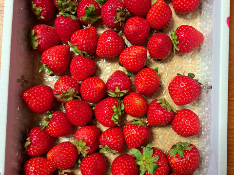 【訳あり！】あまりん大容量６５０ｇ以上