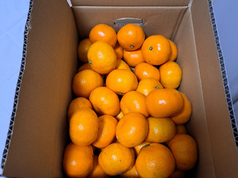 甘みと酸味のバランス抜群：宮川早生みかん３㎏（Sサイズ）