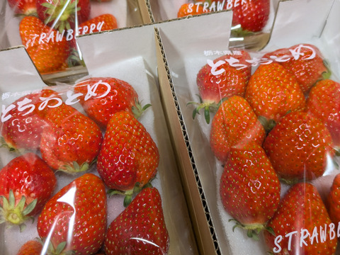 【限定販売・SALE!!】
朝摘み完熟❤️酵素栽培の
こだわりとちおとめ