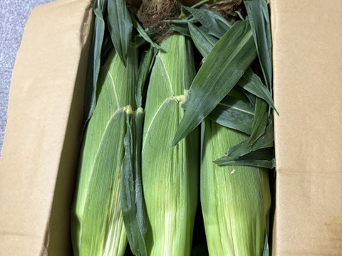 【2L(400g以上)6本入り】とうもろこし農家が本気で作ったドルチェドリーム！！【夏ギフト】