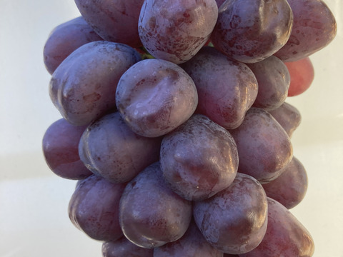 ラスト1房！超希少新品種　富士の輝き　超大房1キロg以上　通称ブラックシャインマスカット！