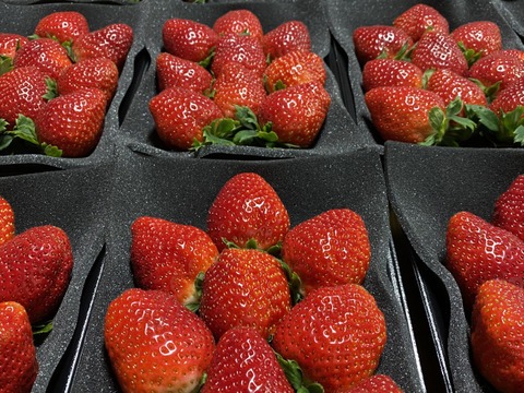 朝摘みいちご🍓まほろばの朱(あかり) 秀品おいCベリー200g×4パック【冬季限定800g】