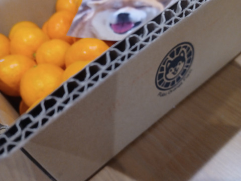 【むいたら最後、止まらない】甘味×酸味が絶妙！ 福みかん《ご家庭用 5kg》｜サイズ混合｜愛媛・西宇和産