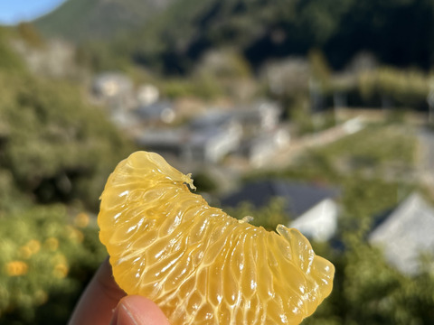 【蔵出し八朔】ハッサク２キロ🍋