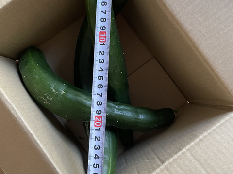 規格外！夏野菜3種詰め合わせ