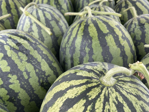 【特大】でっかい大玉スイカ金色羅皇1玉