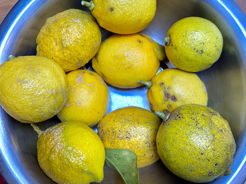 訳あり　愛媛県産　瀬戸内　栽培期間中農薬不使用　国産レモン　2kg