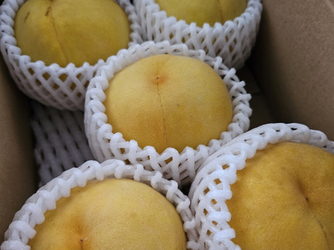 そろそろ終わり！大人気！【まるでマンゴー!?】ゴールデンピーチ!!1.5kg