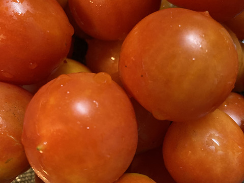 【ドライトマト専用品種】自然栽培　甘味と酸味　15g×3 子供のおやつ