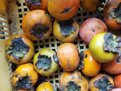 自然栽培の次郎柿 1kg