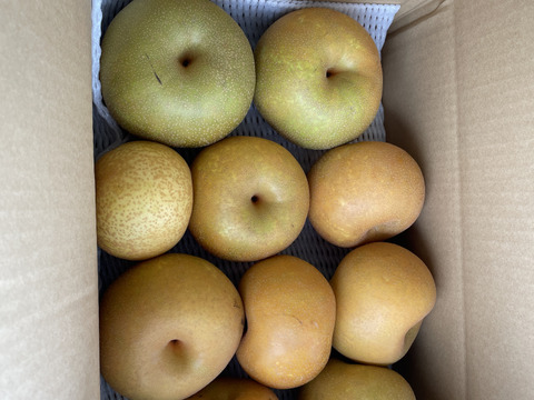 [今シーズンラスト！」こだわりの幸水梨！こだわりすぎての「訳あり」 3キロ以上　家庭用　大小様々