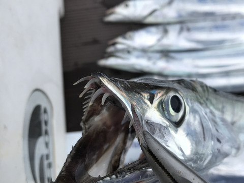 釣りたてピカピカ✨太刀魚　冷凍真空パック　8枚セット