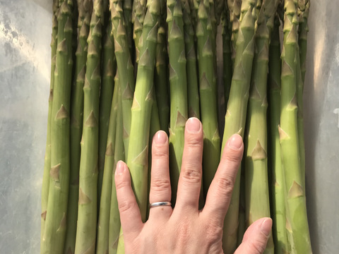 【春限定】小野田勘一郎の"大きな"摘み立て甘アスパラガス 1kg【土作りにこだわりました】