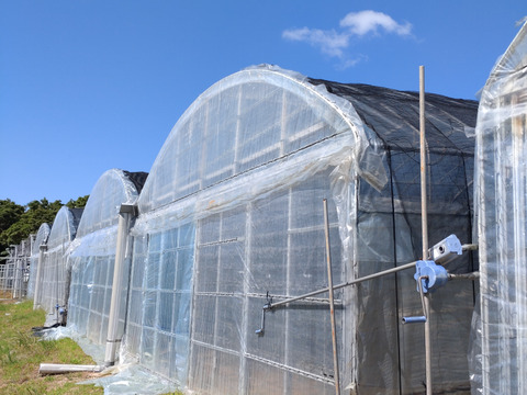 新品種！ホワイトココ2玉(お試し・1.5kg）