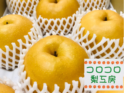 【味に自信あり‼️】PREMIUM新高梨約5kg(5~9個)✨️コロコロ梨工房の自信作‼️樹上完熟、甘くてとってもフルーティー✨️今年も甘いです😋糖度15度超‼️鮮度を保つ為クール便で発送🚚