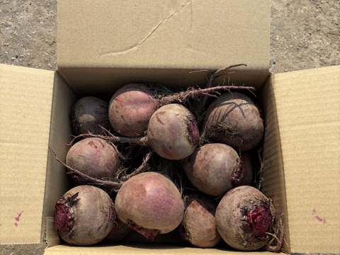 【有機JAS認証】北海道産の元気な土で育ったビーツ（3kg）